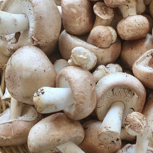 Organic Almond Agaricus Mushroom Sawdust Spawn